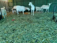 عنزة, Pomellata goat — الصورة 6
