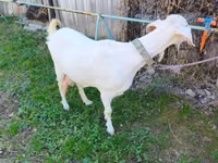 Capră, Beetal goats — foto 2