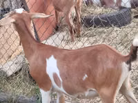 عنزة, LaMancha goats — الصورة 3
