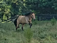 Iapă, Missouri foxtrotter — foto 4