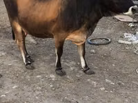 Vacă, Aberdeen-Angus — foto 2