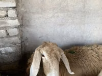 Qoyun, Arashan sheep — foto 2