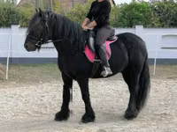 Cal, Fell pony — foto 8