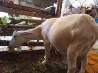 Goat, Saanen goat — photo 1