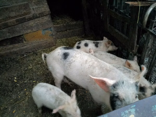 母猪, Pigs