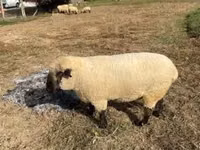 Berbec, Hampshire sheep — foto 5