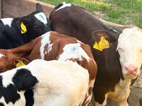 मवेशी (लॉट, लिंग निर्दिष्ट नहीं), Simmental cattle — फ़ोटो 1