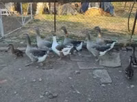 Guinea fowl — الصورة 5