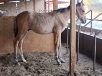 Cavalo, Cavalos — foto 3