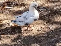 Ducks — الصورة 2