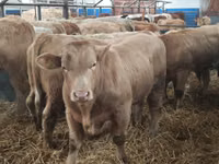 أبقار (دفعة، الجنس غير محدد), Simmental cattle — الصورة 1
