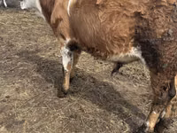 ثور, Simmental cattle — الصورة 1