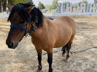 Otlar (partiya, jinsi ko‘rsatilmagan), Australian Pony — 1-rasm