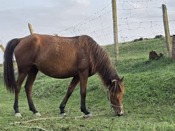 Mare, Azerbaijan horse