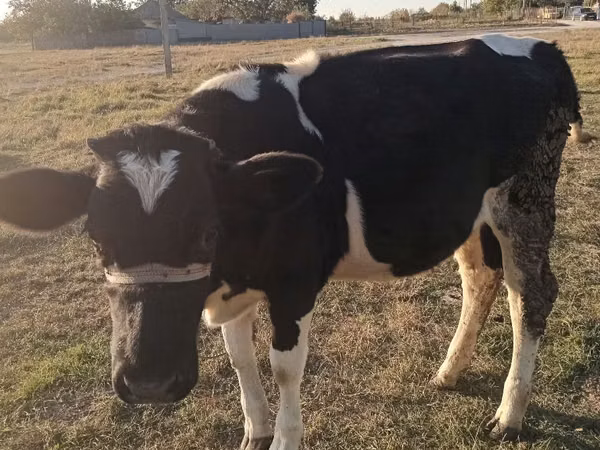 بقرة, Russian Black pied cattle — مولدوفا