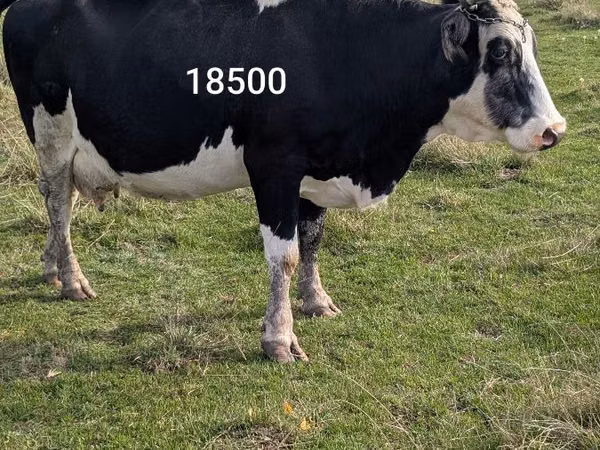 Kuh, Russian Black pied cattle