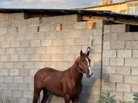 Horse (M), Friesian sport horse — photo 2