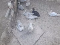 Ducks — الصورة 4
