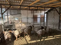 نعجة, Rhon sheep — الصورة 1