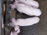 Eber, Schweine — Foto 1