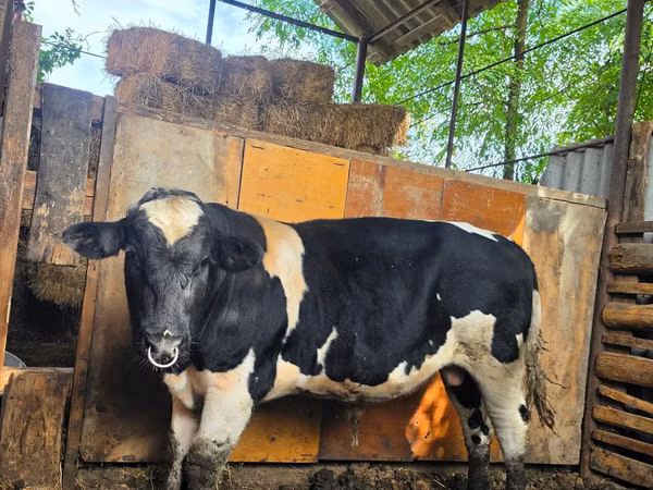 Bulle, Russian Black pied cattle — Republik Moldau