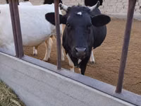 母牛, Holstein breed — 照片 1