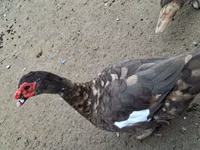 Ducks — photo 1
