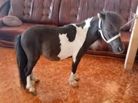 Aygʻir, Falabella — 2-rasm