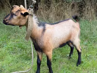 Țap, Nubian Goat — foto 3