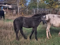 Caballo, Caballos — foto 3