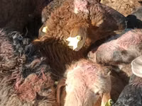 Schaf, Schafe — Foto 2