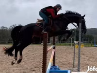 حصان, Belgian warmblood horse — الصورة 2