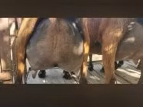 Țap, Capre