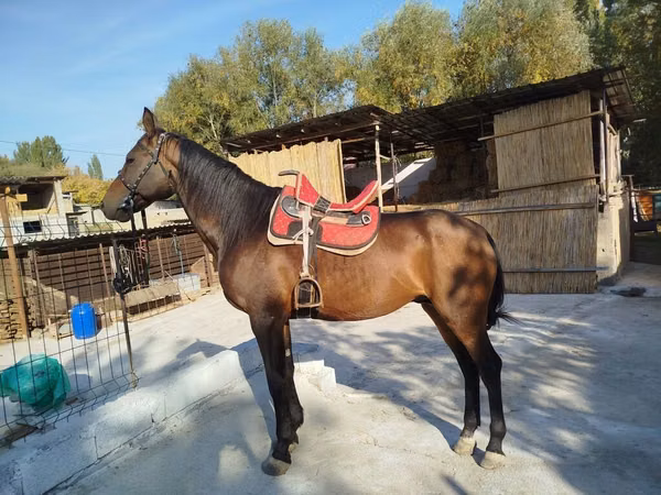 Hengst, Thoroughbred horse