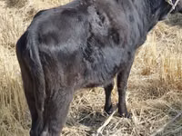Touro, Aberdeen-Angus — foto 2
