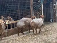 Oaie, Arashan sheep — foto 2