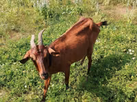 बकरी, Alpine goat — फ़ोटो 1