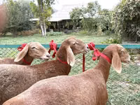 भेड़, Arashan sheep — फ़ोटो 2