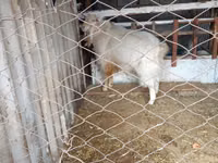 Bode, Russian White goat — foto 1