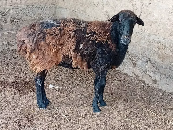 كبش, الأغنام