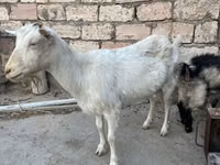 Capră, Saanen goat — foto 1