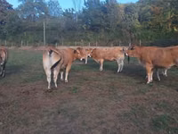 Vacă, Partenaise cattle — foto 1
