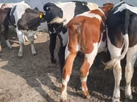 Bulle, Russian Black pied cattle — Foto 2