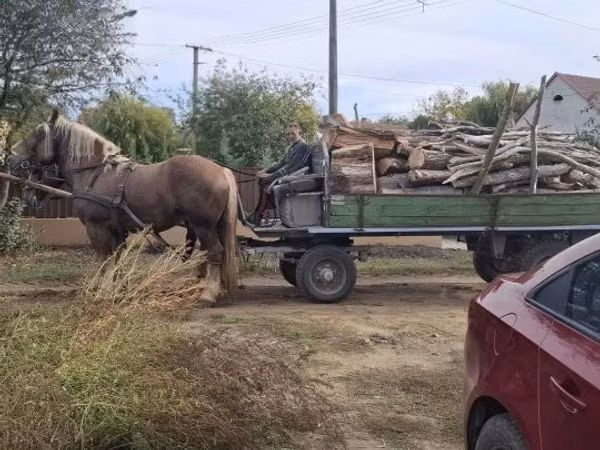 公马, Horses
