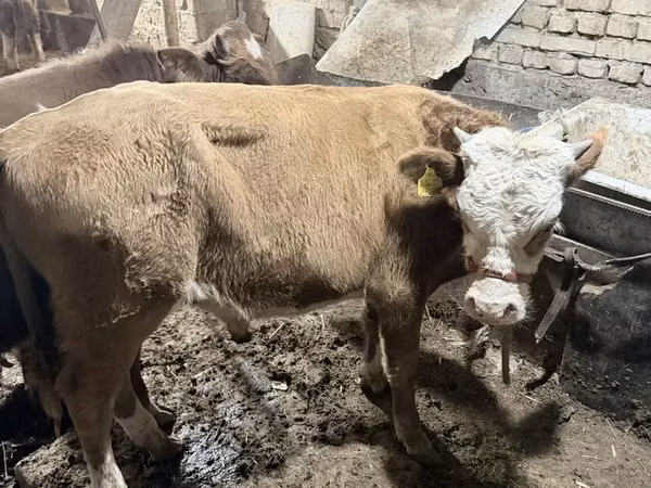 Bou, Simmental cattle