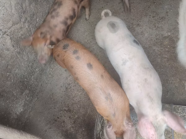 Eber, Schweine