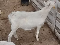 बकरा, Saanen goat — फ़ोटो 3