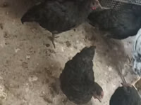 Rhode Island Vermelha — foto 3