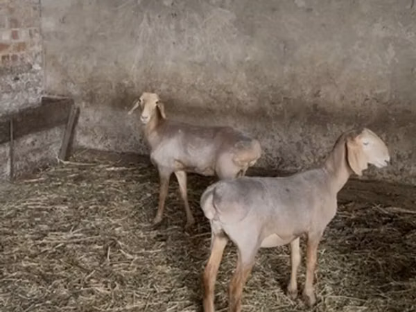 भेड़, Hissar sheep