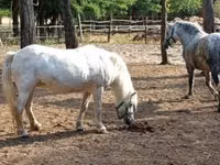 母马, Horses — 照片 1